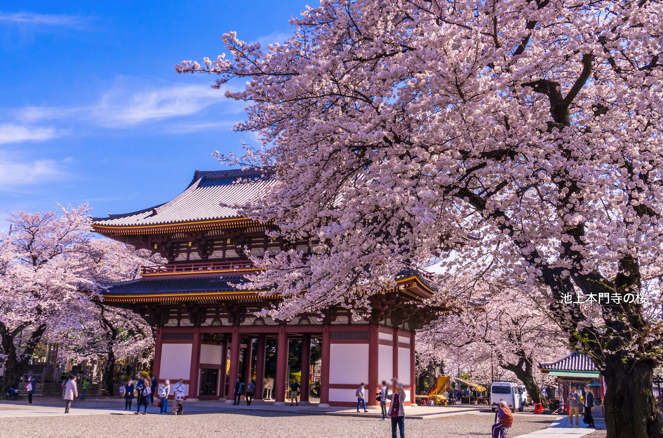 池上本門寺桜