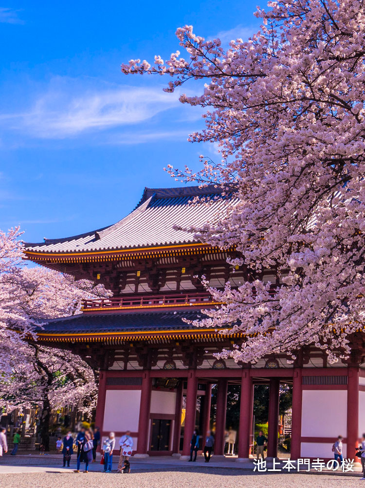 池上本門寺桜